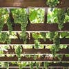 From below green grape vines growing on spacious wooden pergola in vineyard on sunny weather